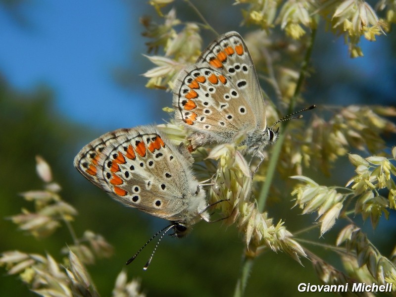 M e F  : foto di coppia